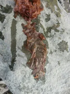 Grinnell's Pink Leaf thumbnail 2