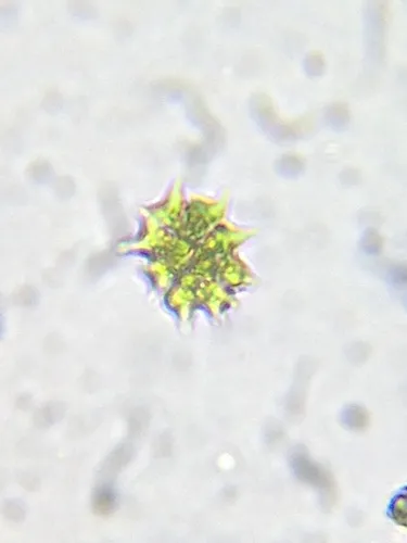 Pseudopediastrum kawraiskyi