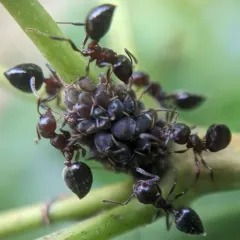 Cherry Acrobat Ant thumbnail 1