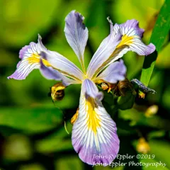 Douglas iris thumbnail 4
