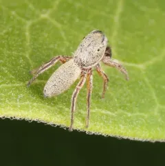 Thick-spined Jumping Spider thumbnail 1