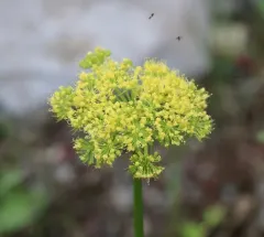 Dawson's Angelica thumbnail 4