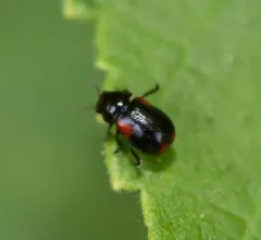 Eastern Babia thumbnail 3