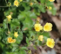 False rock-loving cinquefoil thumbnail 3