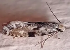 Nemapogon auropulvella thumbnail 2