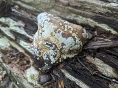 Trichoderma americanum thumbnail 2