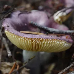 Shellfish-scented Russula thumbnail 2