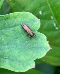 Agrilus ribesi thumbnail 4