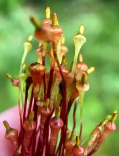 Cruet Collar-moss thumbnail 3