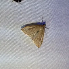 Dimorphic Sitochroa Moth thumbnail 3
