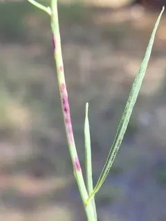 Rush Skeletonweed Gall thumbnail 2