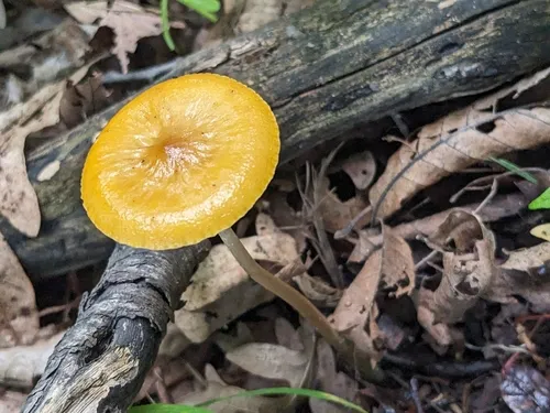 Hymenopellis sinapicolor