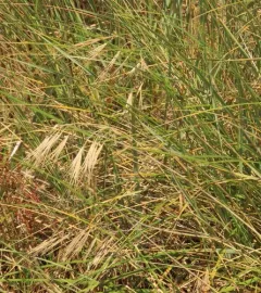 great brome thumbnail 3