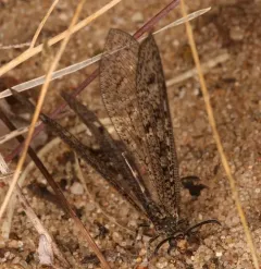 Brachynemurus nebulosus thumbnail 2