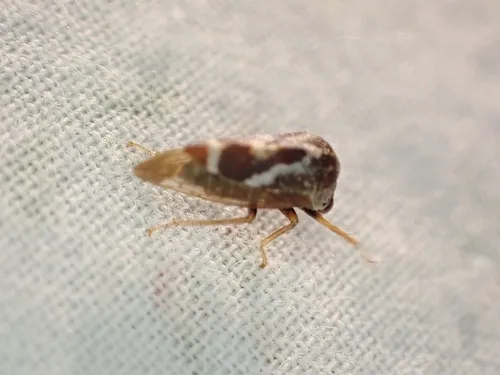 Cyrtolobus vau