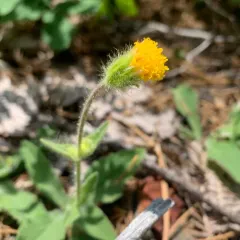 klamath arnica thumbnail 4