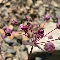 heart-leaf milkweed thumbnail 3