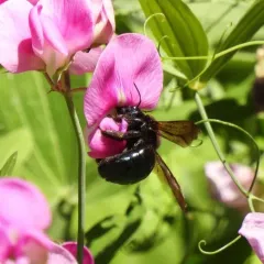 Western Carpenter Bee thumbnail 4
