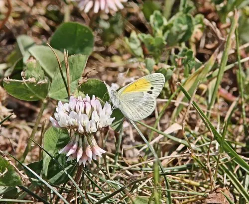 Dainty Sulphur