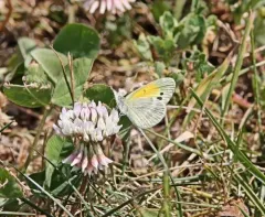 Dainty Sulphur thumbnail 1