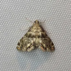 Feather-edged Petrophila thumbnail 3