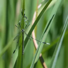 Western Phantom Crane Fly thumbnail 4
