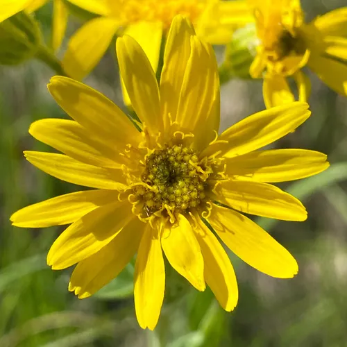 chamisso arnica