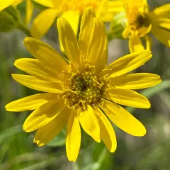 chamisso arnica thumbnail 1