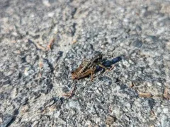 Montana Grasshopper thumbnail 3