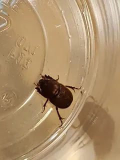 Xenochodaeus simplex thumbnail 3