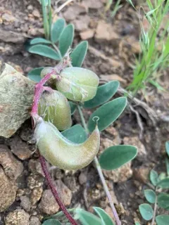 Early Purple Milkvetch thumbnail 2