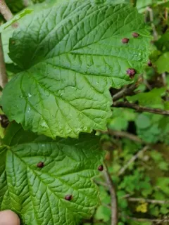 Puccinia linkii thumbnail 3