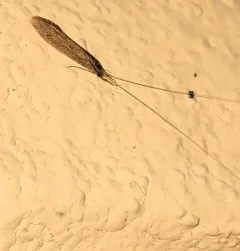 American Long-horned Caddisfly thumbnail 2