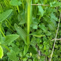sparse-flowered bog orchid thumbnail 4