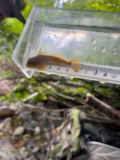 Shorthead Sculpin thumbnail 3