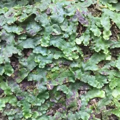 Snakewort thumbnail 3