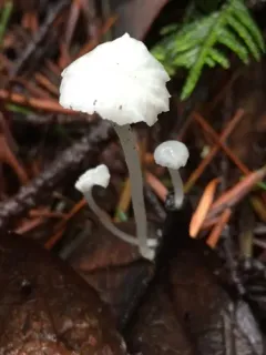 Calhoun's pinwheel thumbnail 1