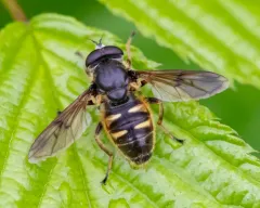Long-nosed Pond Fly thumbnail 4