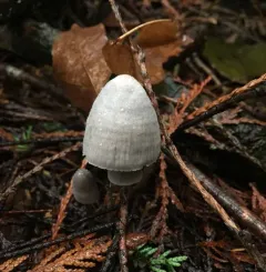 Mycena robusta thumbnail 2