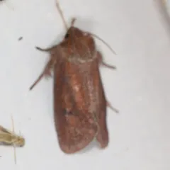 Eastern Grass Tubeworm Moth thumbnail 2