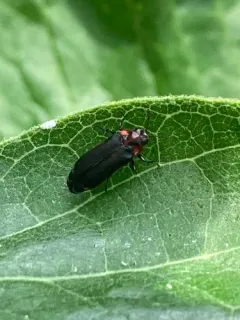 Alder Gall Buprestid thumbnail 3