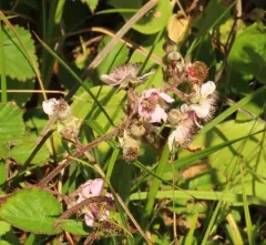 European Blackberry thumbnail 3