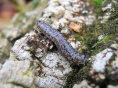 Carolina Mantleslug thumbnail 2