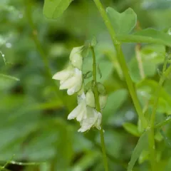 American Milkvetch thumbnail 2