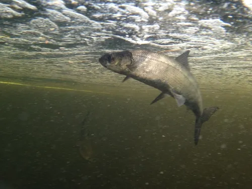 Atlantic Whitefish