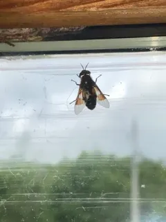 Chrysops cuclux thumbnail 4