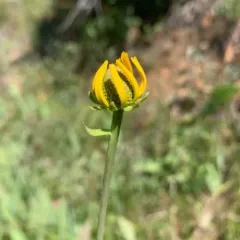 waxy cone-flower thumbnail 4