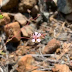 howell's horkelia thumbnail 3