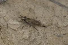 Dicropaltum mesae thumbnail 2