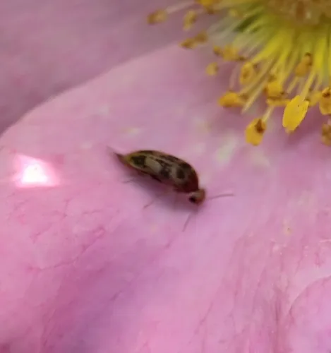 Mordellistena masoni